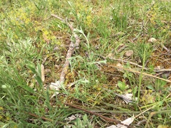 Pimelea curviflora
