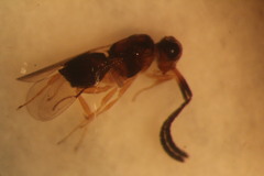 Ceraphronidae