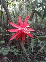Passiflora involucrata