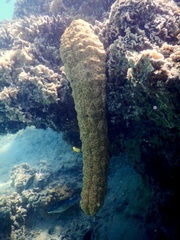 Stichopus herrmanni