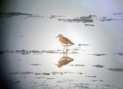 Calidris subminuta
