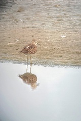 Calidris subminuta