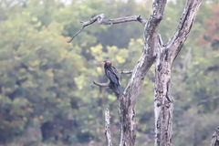 Anhinga rufa rufa
