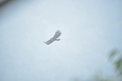 Ictinaetus malaiensis