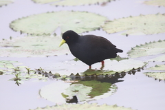 Zapornia flavirostra