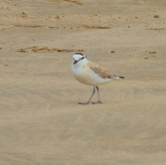 Charadrius marginatus