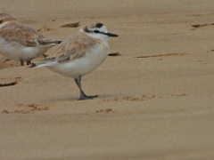 Charadrius marginatus