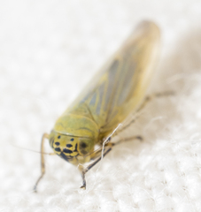 Macrosteles