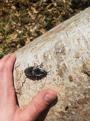 Chalcolepidius rugatus