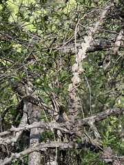 Strophanthus gerrardii