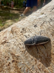 Chalcolepidius rugatus