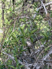 Strophanthus gerrardii