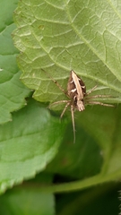 Oxyopes sertatus