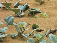 Arctotheca populifolia