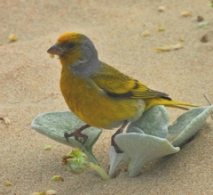 Arctotheca populifolia