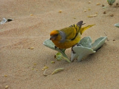 Arctotheca populifolia