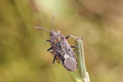 Spilostethus pandurus elegans