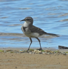 Motacilla capensis capensis