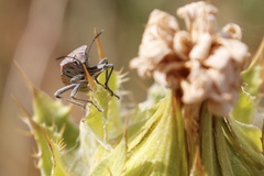 Spilostethus pandurus elegans