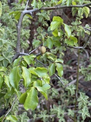 Ochna inermis
