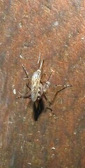Aedes vittiger