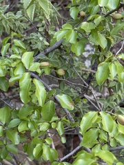 Ochna inermis