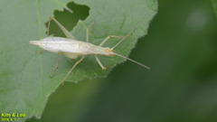 Oecanthus longicauda