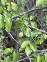 Ochna inermis
