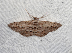 Didymoctenia exsuperata