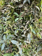 Dolichandra unguis-cati