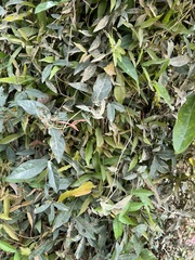 Dolichandra unguis-cati