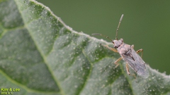 Stictopleurus minutus