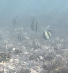 Zanclus cornutus