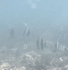 Zanclus cornutus