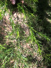 Melaleuca bracteata