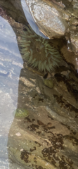 Actiniidae