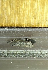 Stenocotini