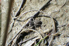 Pellenes peninsularis