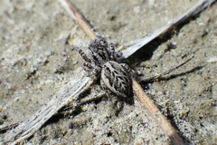 Pellenes peninsularis