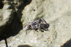 Pellenes peninsularis