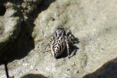 Pellenes peninsularis