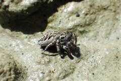 Pellenes peninsularis