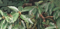 Lindera megaphylla