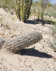 Stenocereus eruca