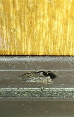 Stenocotini