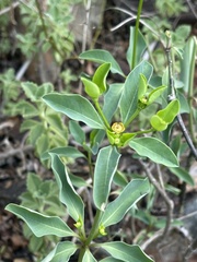 Euphorbia transvaalensis