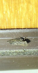 Stenocotini