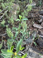 Euphorbia transvaalensis
