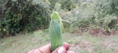 Steirodon dentatum