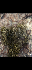 Fucaceae